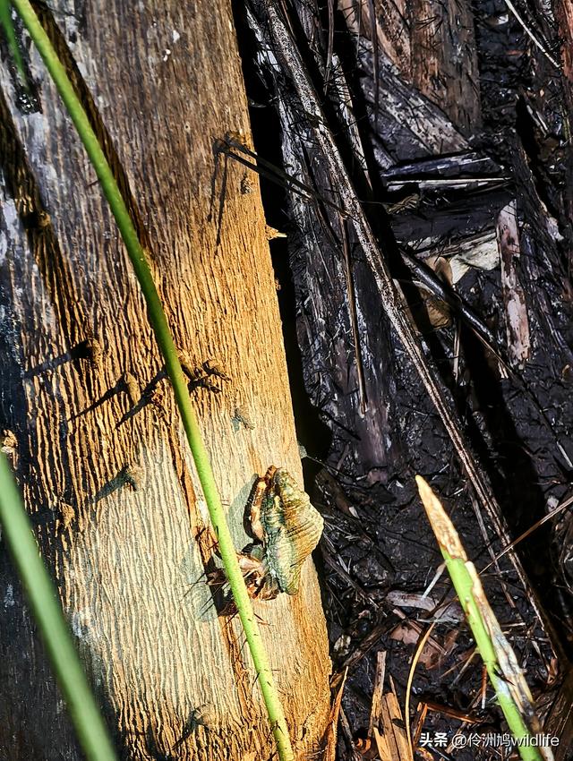 马来西亚(36)砂拉越州⑩峇哥国家公园夜间徒步体验