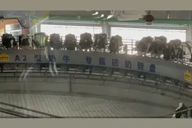 从卷营养到角力奶源，乳企激战A2型牛奶图片