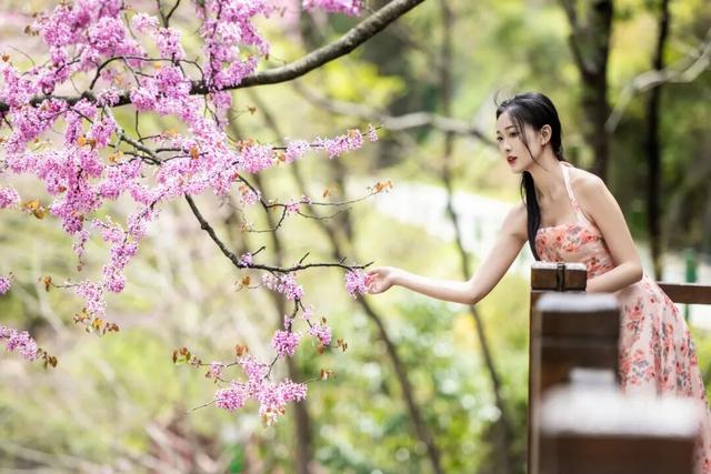 实况直击｜唐家河紫荆盛花期已至 花海打卡拍照直接封神