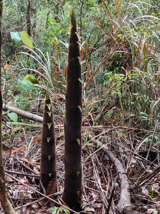 仙居县大木辽村，寻寻觅觅落脚地，起起落落下山走