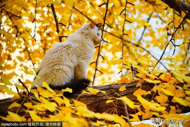 绝美！北京秋季颜值已达巅峰！这样定格最美秋天！