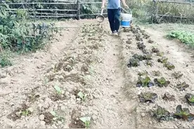 种菜用复合肥最省事，但是用法一点也不简单，你真的用对了吗？图片