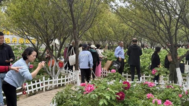 【三秦四季 花样铜川】人间四月芳菲尽 铜川牡丹始盛开