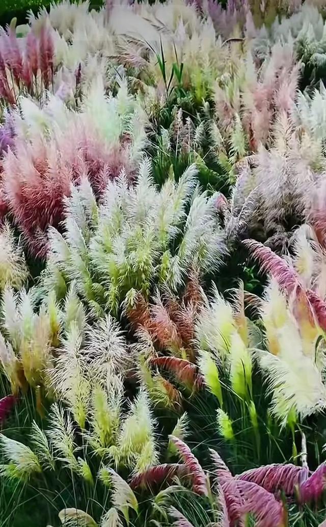 昆明芦苇拍摄秘境TOP1!居然不是草海隧道公园?