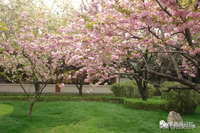 朱文杰：大雁塔的奇卉名木（上）