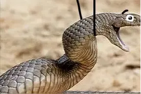 杭州女子听到敲门声，一开门竟看见毒蛇趴门口！报警时蛇溜进家中图片