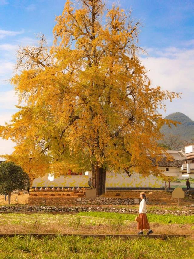 清远深秋十大免费打卡地，邂逅岭南最美金黄秘境！