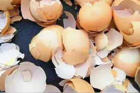 蛋壳不要再丢了，记住这三种用法，蔬菜生长特别壮图片