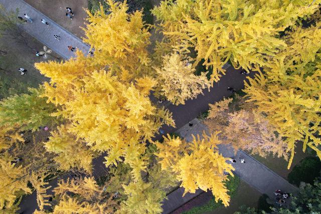 四川内江：银杏披“金”引客来