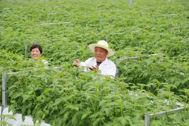 记者手记：春天里的西和