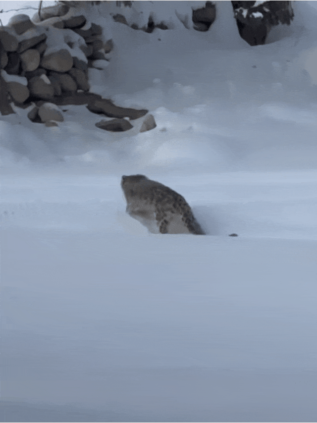 被雪豹咬伤女子已从急诊转至其他科室，目击者称“当事人没有去摸豹子”	，专家：雪豹当时或在“应激”状态