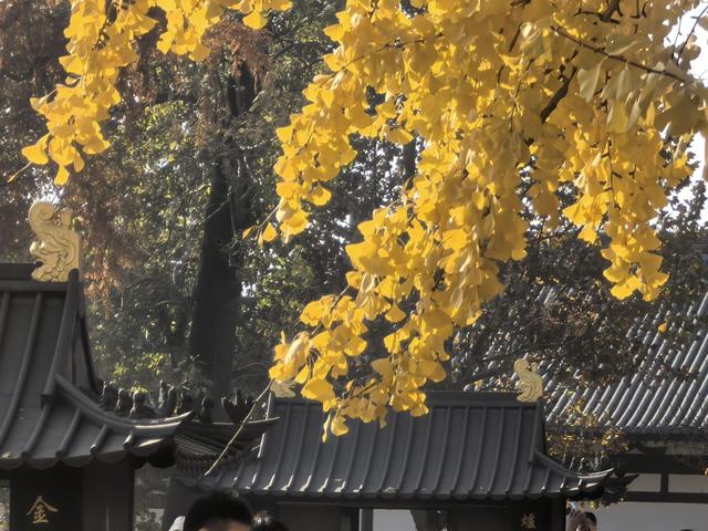 南京老山郊野一日徒步，从狮子岭兜率寺到汤泉惠济寺