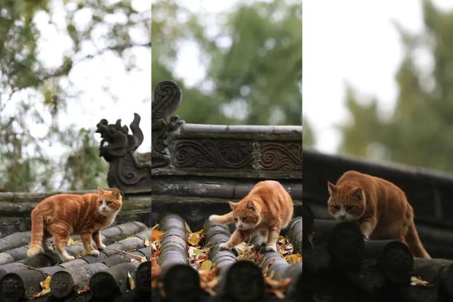 图片故事 | 秋染晋祠：当千年古建染上斑斓秋色