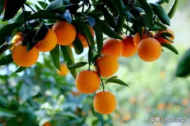 全国有多少种“橙子”？哪个品种最好吃？今天全读懂，来涨知识了图片