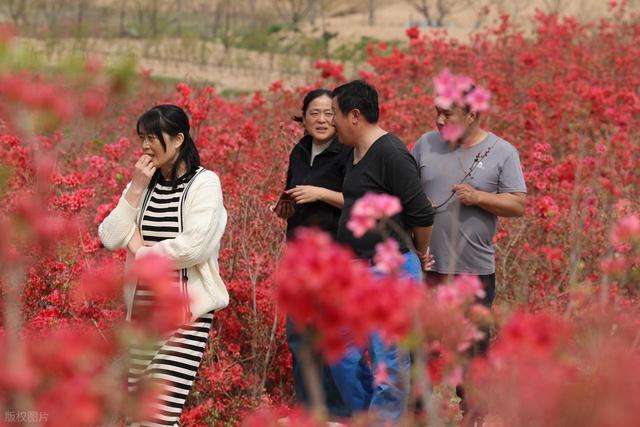 满山遍野的映山红