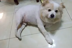 养了八年宠物狗，第一次听说打狂犬疫苗可以用医保，还按规定报销图片