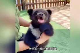 辽宁村民救下被弃黑熊崽，掏空家底将其养大，熊崽长大后跑来报恩图片
