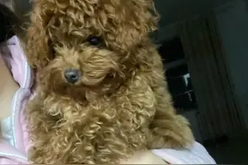 狗狗髌骨脱位保守治疗图片