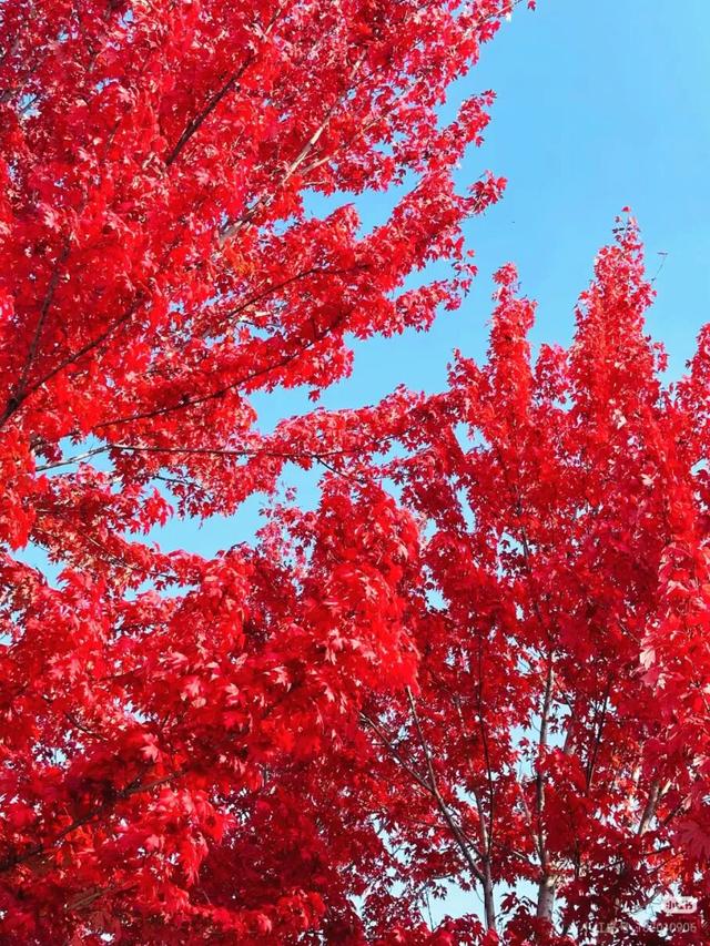 临沂这抹红，醉了秋日山水