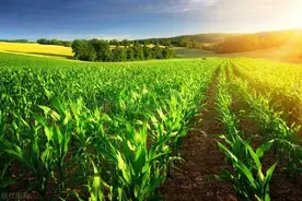 农业补贴每亩多少钱？这些补贴政策你一定要知道！图片