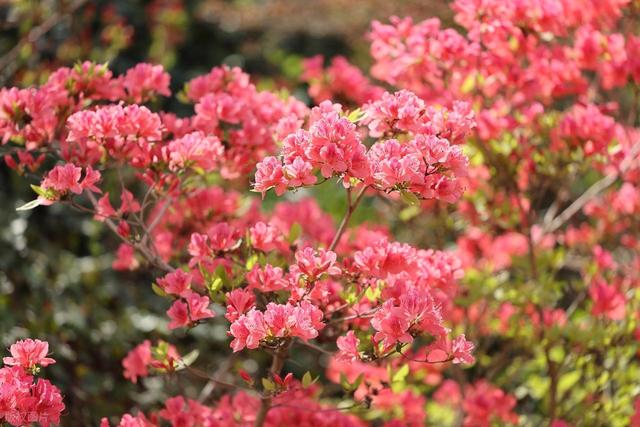满山遍野的映山红