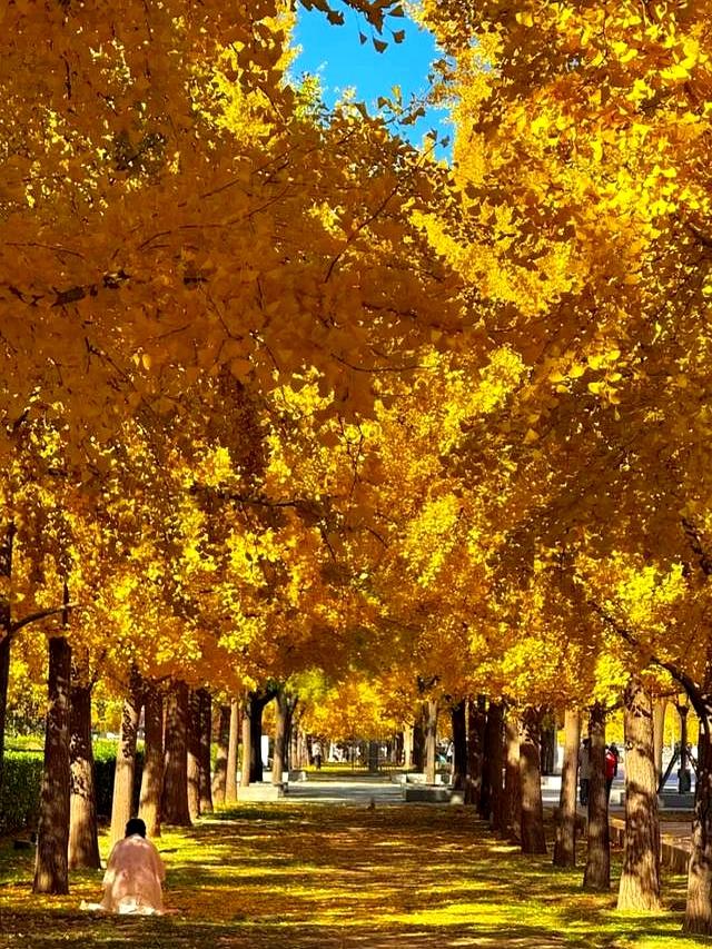 北京深秋“值得”逛得3处公园	，景色一个比一个唯美！