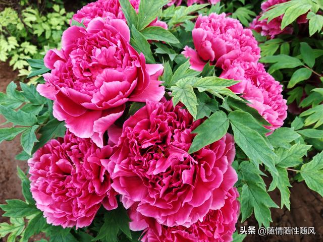 身为洛阳人，年年去牡丹园看花