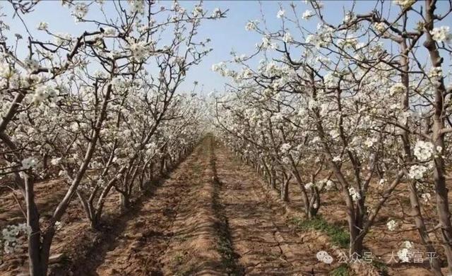 花期、地点、路线，富平春天赏花全攻略！