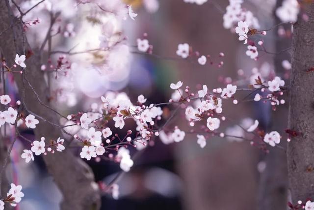 徽县：三月里的花事，温柔了金徽大地