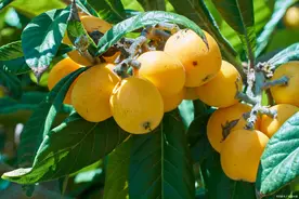 枇杷膏怎么熬？配方比例告诉你，简单无添加，学会不用花钱买了图片