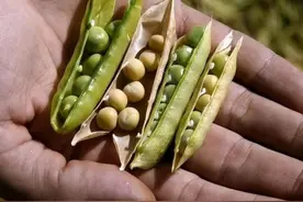 我国曾是大豆王国，被美国一粒种子翻盘！如今600平野生豆逆袭？图片