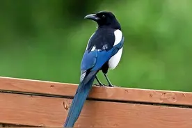 连老鹰都不捕食的喜鹊，为什么没有泛滥成灾？喜鹊的天敌是什么？图片