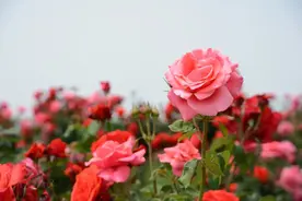 每日好诗｜我的爱像泛滥的洪水图片