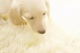 狗狗能吃什么？这些千万不能吃图片