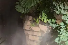 这不是玩笑？上海这家餐厅，请你啃树叶、吃大象粑粑，人均餐费居然要这个数图片