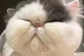 全民宠物，一个比一个奇葩图片