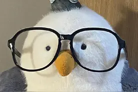 边牧挑不好悔十年，7招教你识纯种，串串再也骗不了！图片