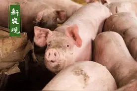 猪价越冲越猛！专家预测，猪价冲到峰值后就要回落，峰值在哪儿图片