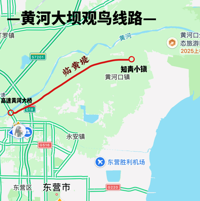 黄河入海 大美垦利 | 东营垦利观鸟贴心攻略