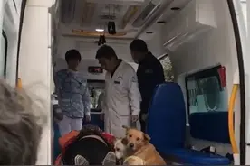 女主人临产，4只狗狗同时上了救护车不离不弃的守护女主人图片