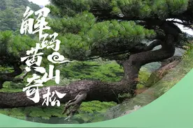 解码黄山奇松图片