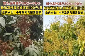 荔枝减产80%，桂味荔枝可能高达100元一斤！今年荔枝怎么了？图片