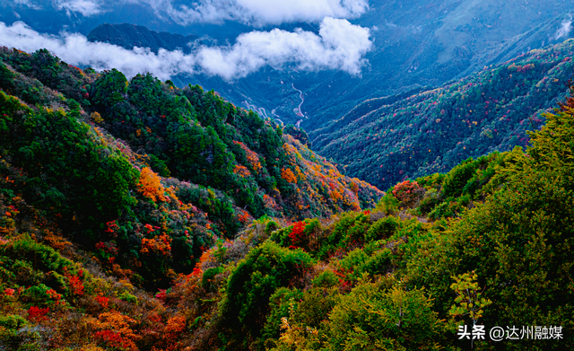 错过等一年！巴山大峡谷秋色刚开场，彩林已美成仙境！