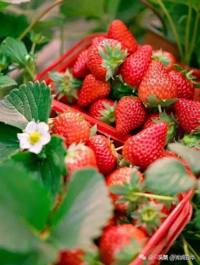 旅居云南｜德宏，是你安放身心、享受生活的最佳过冬地！