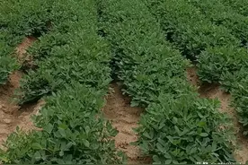 花生控旺3大误区及科学解决方法，老农必看！图片