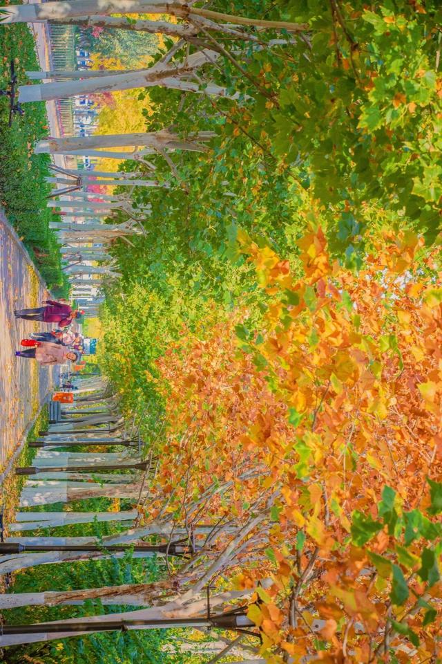 生态城的秋天，已经美得不像样了