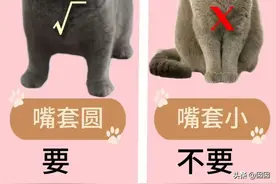 英短蓝猫纯不纯，看这几点就知道！品相全攻略图片