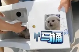 山东济宁：为救被卡马桶弯道的小猫，铲屎官一路杠着马桶，“造型别致”来到消防站求助图片
