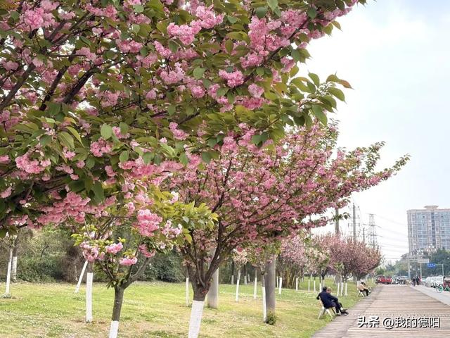刷屏了！德阳这条“樱花大道”限时返场！路过的全都要刹一脚