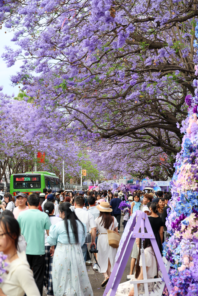 全城“追花”！航天北路开启“人从众”模式
